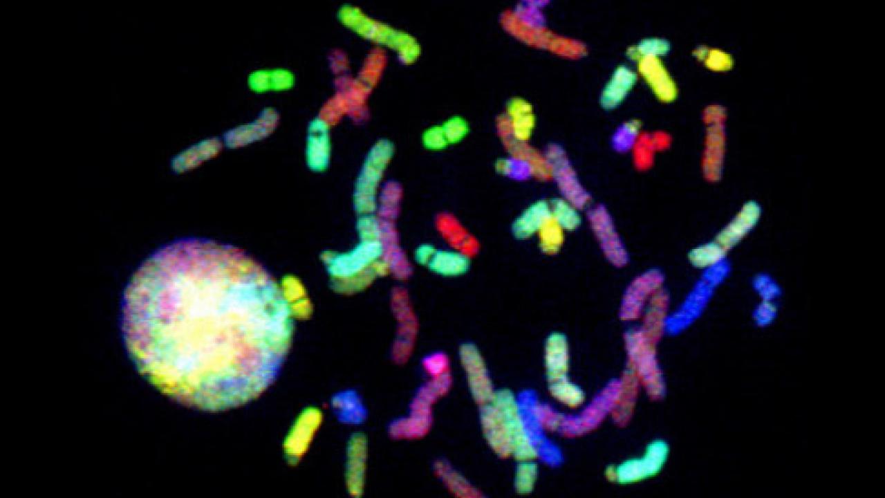 Cell nucleus and chromosomes stained by spectral karyotyping, a technique that allows scientists to visualize all of the human chromosomes by "painting" each pair of chromosomes in a different fluorescent color.
Credit: National Human Genome Research Institute