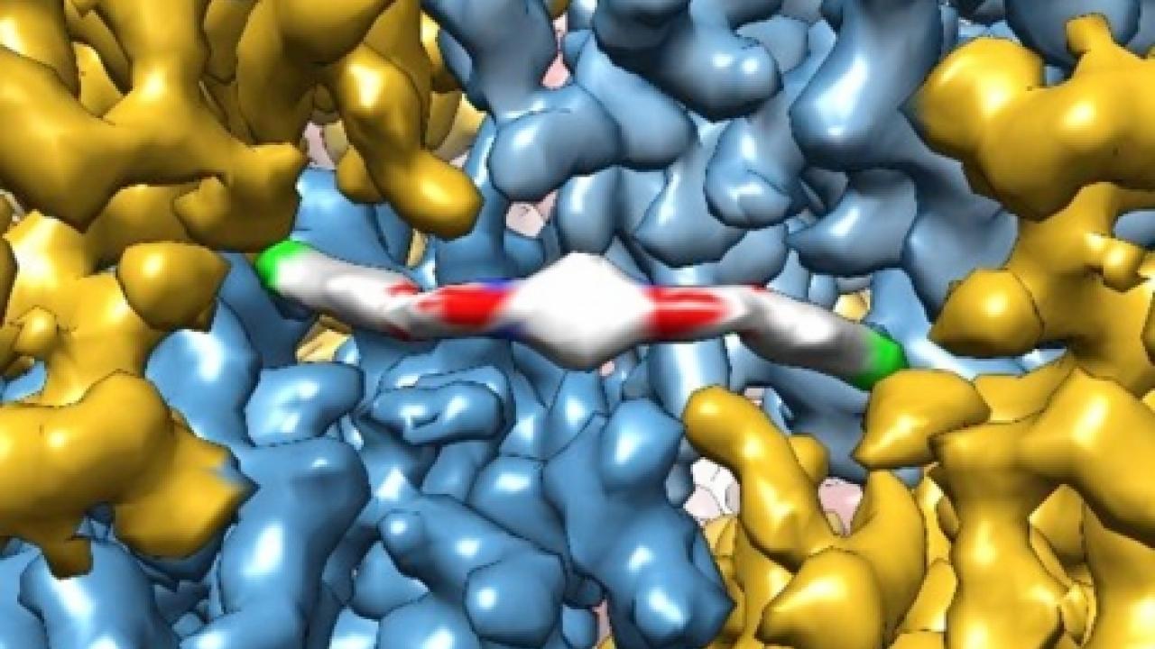 A groundbreaking cryo-electron microscopy image shows in extreme detail how a novel therapeutic molecule interacts with a protein, giving researchers insights into how it works in the human body. The molecule, ISRIB, was shown in a recent study by UCSF's Peter Walter, PhD, and Susanna Rosi, PhD, to restore memory failure in patients with traumatic brain injury. Image by the Adam Frost Lab