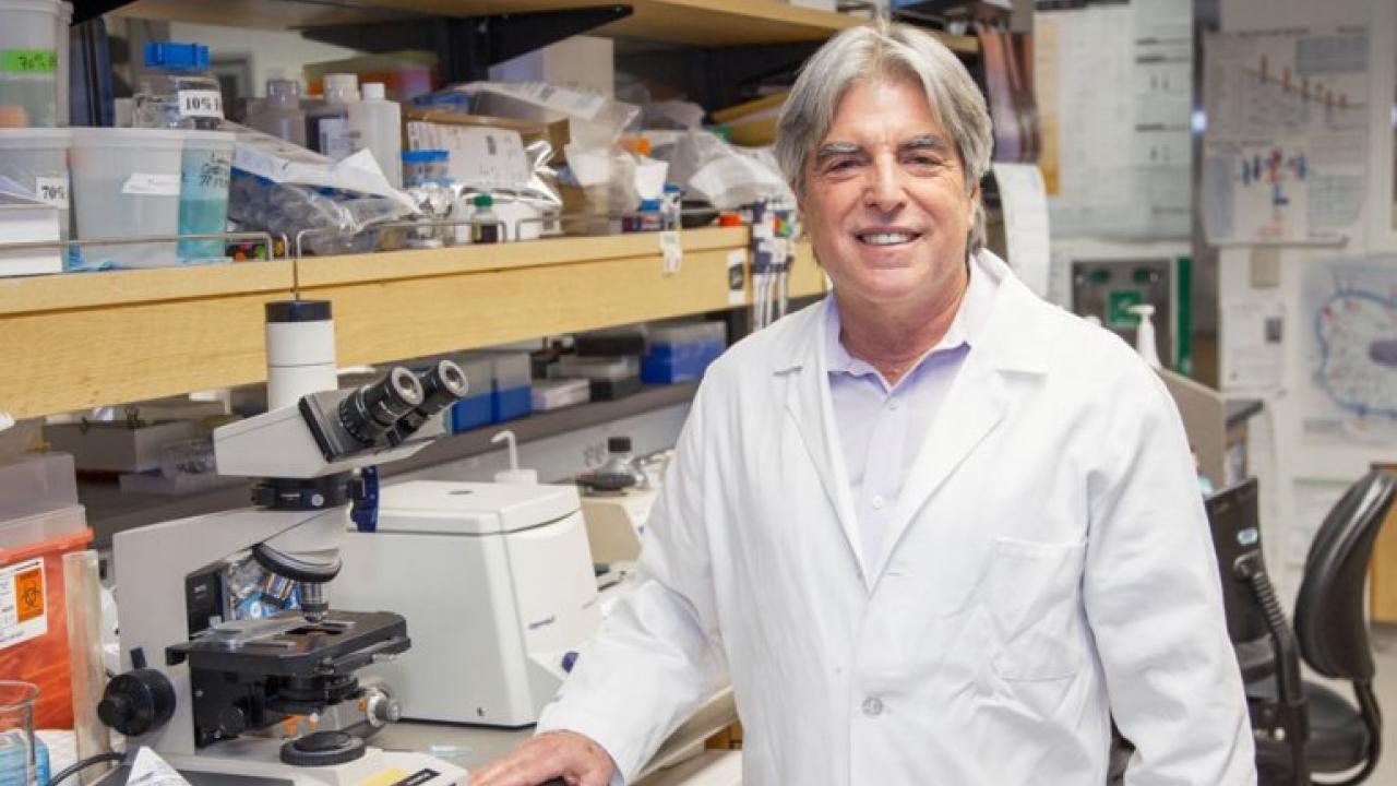 Jeffrey Bluestone in his UCSF lab, where he's leading research to better understand autoimmune diseases. Photo by Susan Merrell