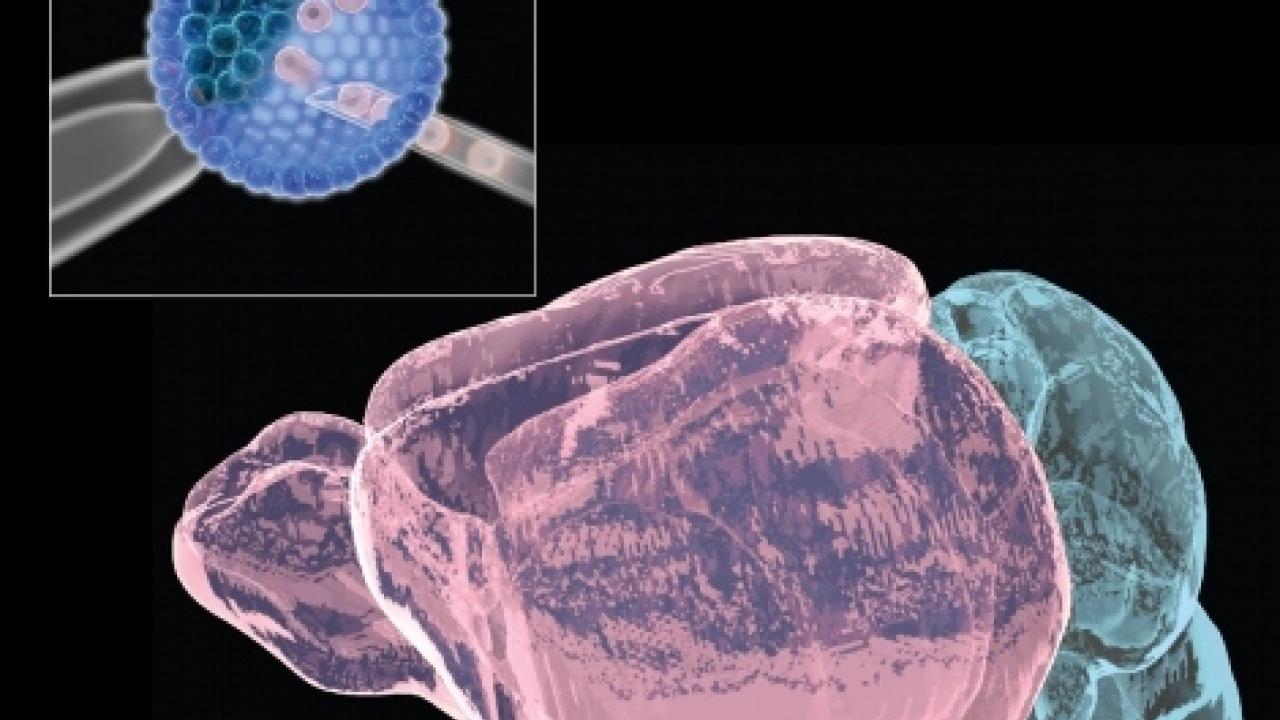 Researchers have devised a new method to inject stem cells into a hollowed-out region of the developing mouse brain (inset) to produce animals with "chimera" brains with cells derived from two genetically distinct mouse strains (pink and blue brain regions). Illustration by Kenneth Xavier Probst, UCSF.