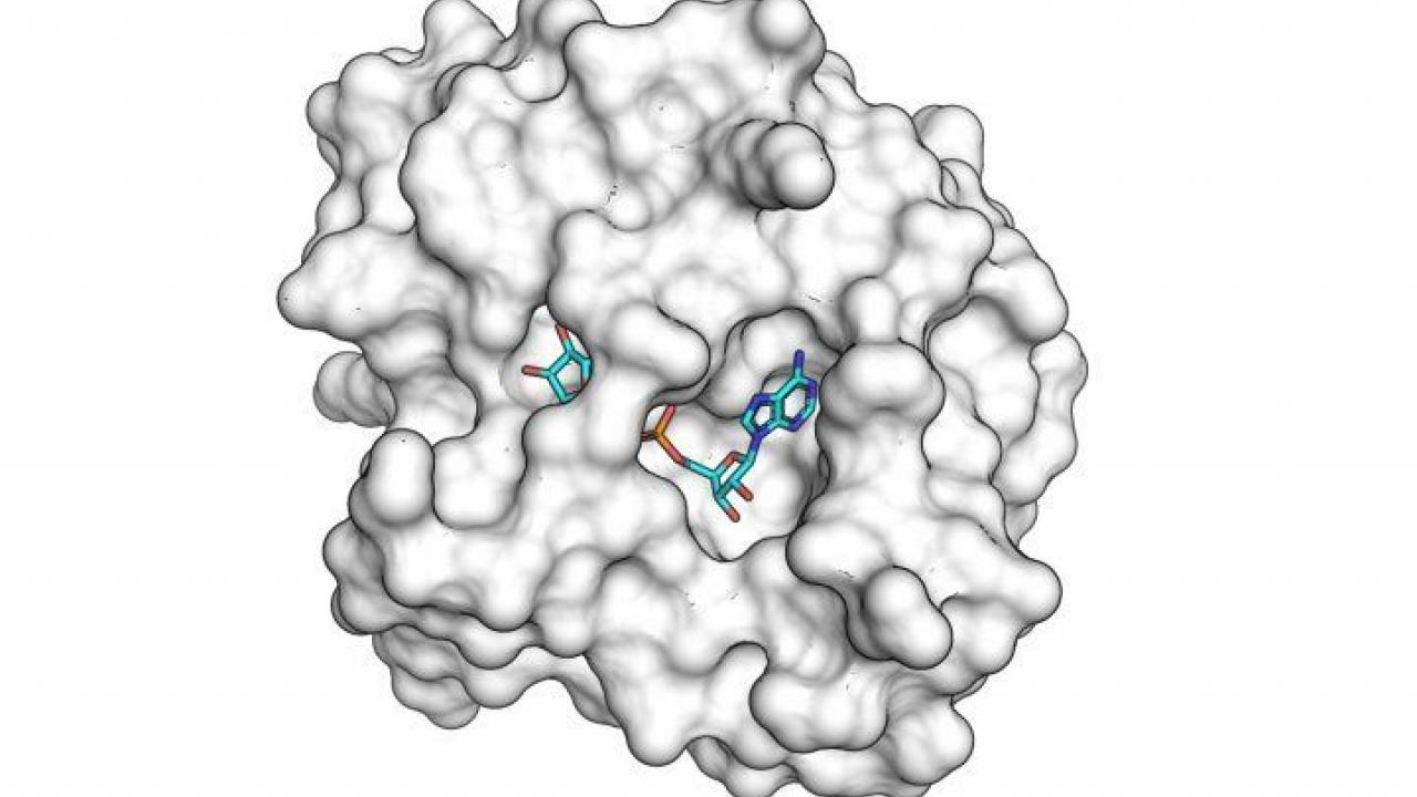 The SARS-CoV-2 macro domain protein bound to small molecule fragments that could be the basis of novel antiviral drugs.