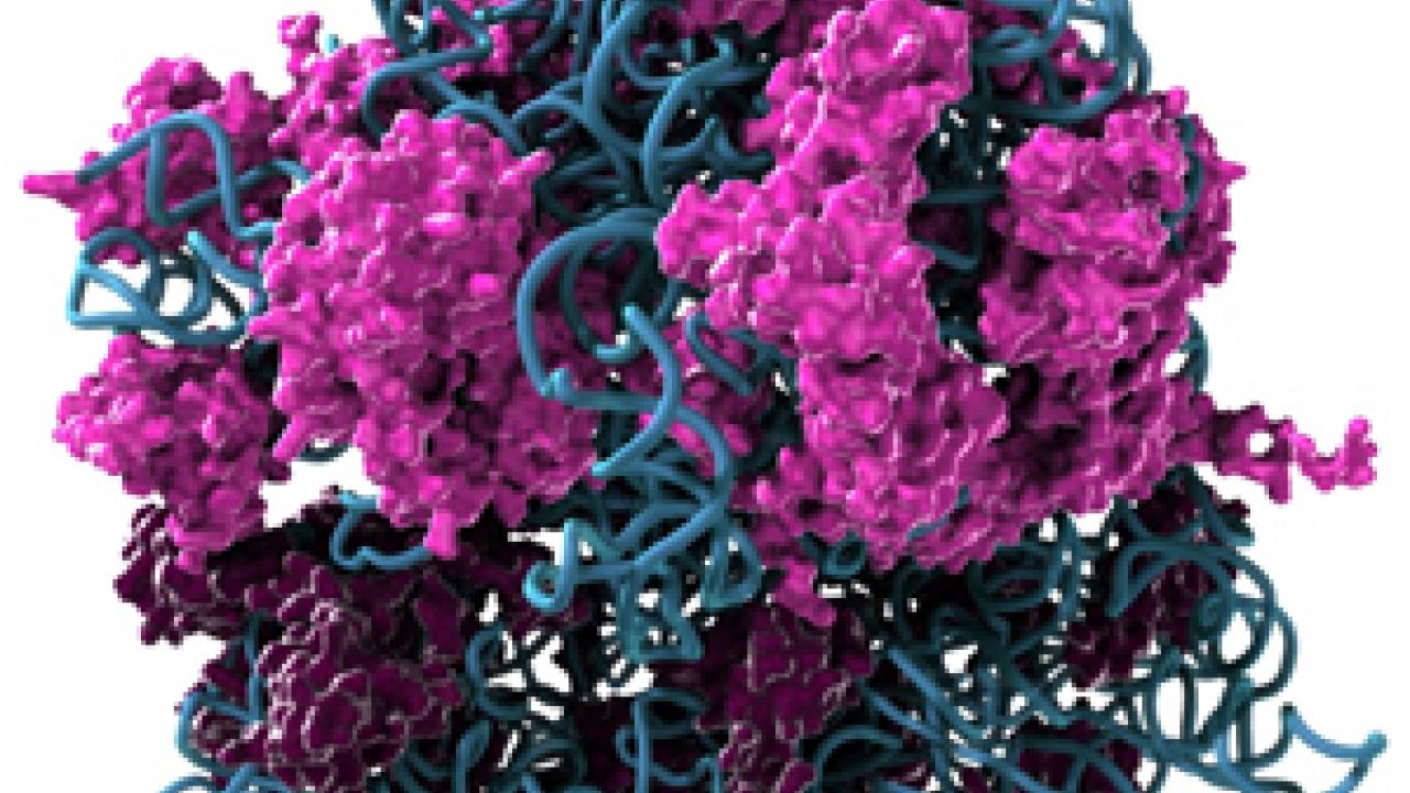 The structure of a ribosome. The technique of ribosome profiling, developed by UCSF biochemist Jonathan Weissman, PhD, was used to spot differences between KRAS and MYC/KRAS cancers. Image by Dale Muzzey/UCSF