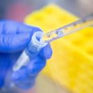 researcher pipettes cell culture into tube for testing