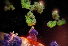 A 3D rendering showing immune proteins delivering K R A S, and others a radioactive antibody, to a tumor cell.