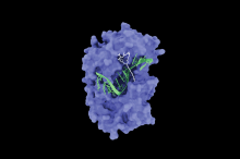 In cancer, the e1F4a enzyme forces cells to make tons of cancerous proteins. A UCSF team found that the breast cancer drug, zotatifin, turns e1F4a, which normally assists in protein production, into a molecular brake. Here, zotatifin (white) sticks to eIF4a (purple) along with an mRNA message (green), preventing the cell from translating the mRNA into a protein. Image by Kuzuoglu-Ozturk et al., Cancer Cell