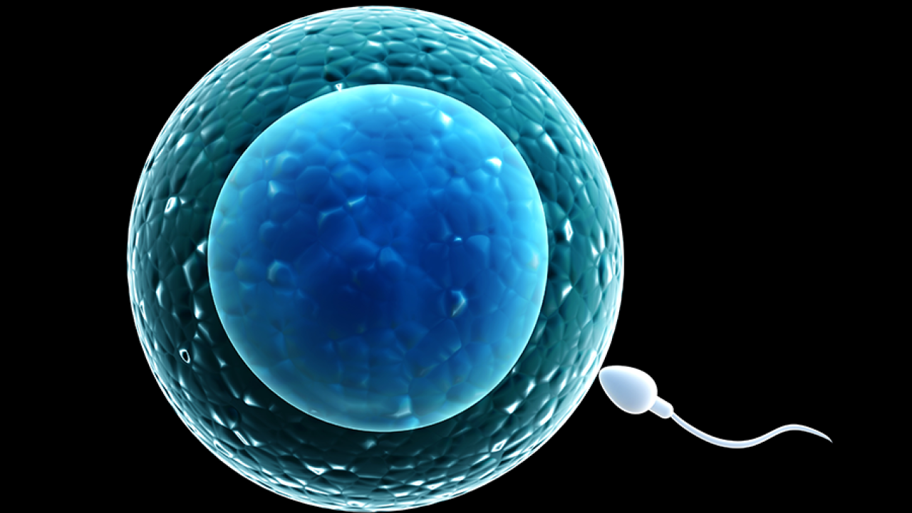 Cell about to be fertilized