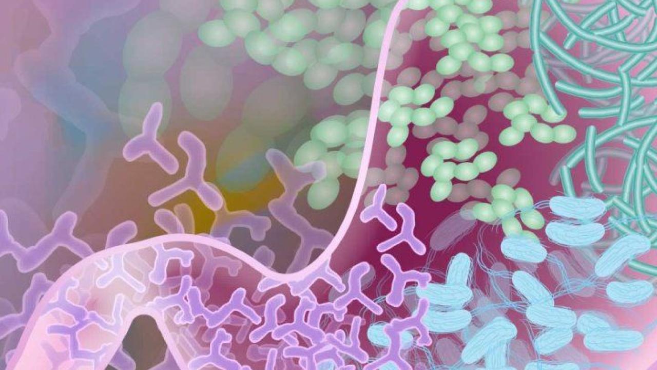 Illustration by Darryl Leja, National Human Genome Research Institute, National Institutes of Health An illustration showing healthy bacteria in the gut microbiome.