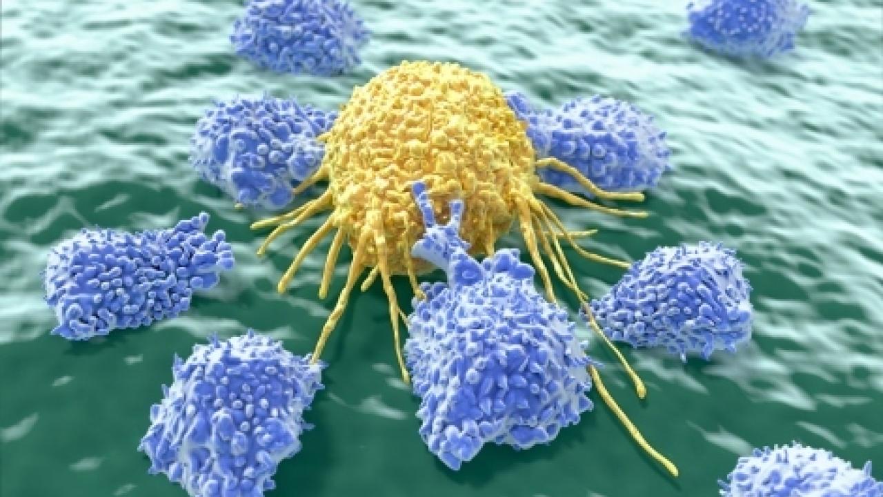 Immunotherapy cells