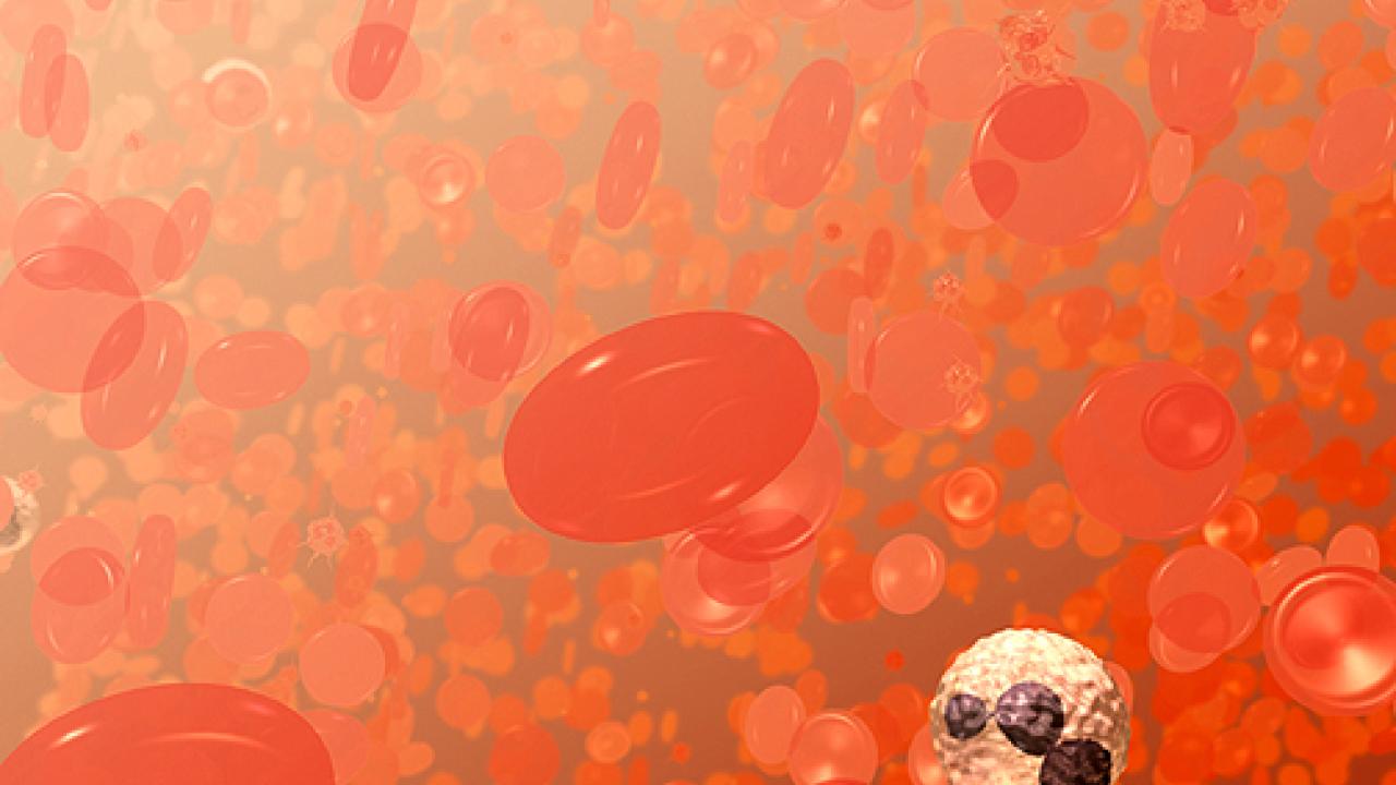 Blood cancer cells