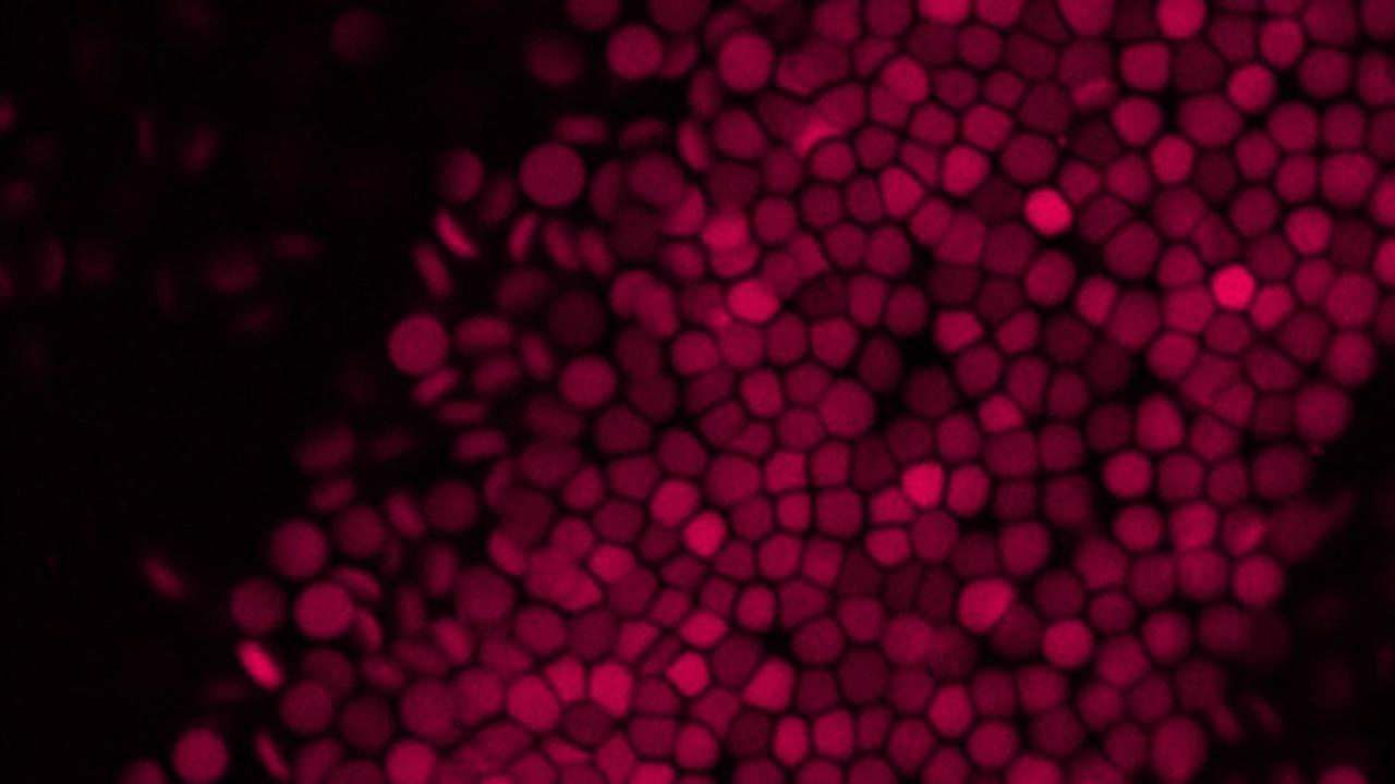 Red Blood Cells