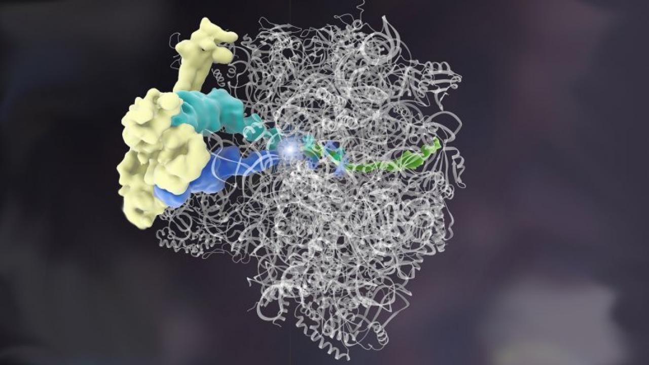 Complex, floppy molecules like this ribosome quality control complex were hard to see at the atomic level because their structures fell apart when researchers tried to prepare the sample for other visualizing techniques. UCSF researcher Adam Frost, PhD, was able to visualize it at last using a new technique. Artistic rendering by Janet Iwasa, PhD