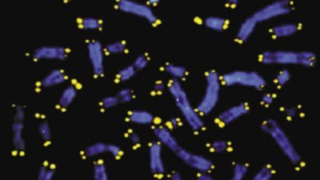 Telomeres are shown in yellow at the ends of chromosomes.