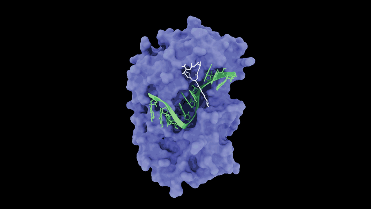 In cancer, the e1F4a enzyme forces cells to make tons of cancerous proteins. A UCSF team found that the breast cancer drug, zotatifin, turns e1F4a, which normally assists in protein production, into a molecular brake. Here, zotatifin (white) sticks to eIF4a (purple) along with an mRNA message (green), preventing the cell from translating the mRNA into a protein. Image by Kuzuoglu-Ozturk et al., Cancer Cell In cancer, the e1F4a enzyme forces cells to make tons of cancerous proteins. A UCSF team found that the breast cancer drug, zotatifin, turns e1F4a, which normally assists in protein production, into a molecular brake. Here, zotatifin (white) sticks to eIF4a (purple) along with an mRNA message (green), preventing the cell from translating the mRNA into a protein. Image by Kuzuoglu-Ozturk et al., Cancer Cell