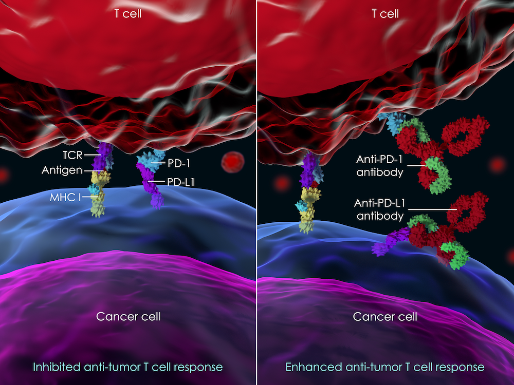 Donate to the Cancer Immunotherapy Program