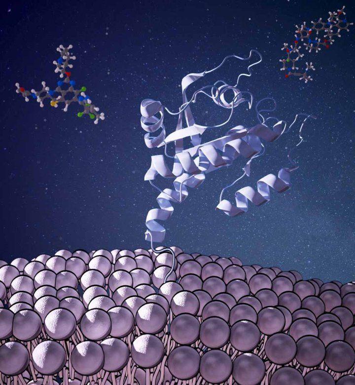 A GTPase (center) tethered to the outside of a cell (bottom), with several drugs in the distance. Credit: Inmywork Studio