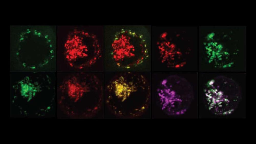 Engineered T-Cells