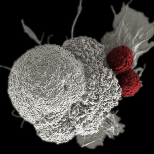 Cancer Immunotherapy