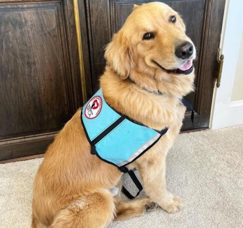 Goldren Retriever service dog in vest