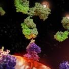 A 3D rendering showing immune proteins delivering K R A S, and others a radioactive antibody, to a tumor cell.