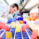 David Solomon, MD, extracts DNA from brain tumor tissue for genomic testing.