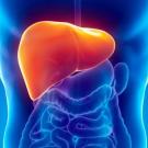 Graphic depiction of the liver in the anatomy