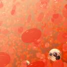 Blood cancer cells 