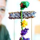 Wendell Lim, PhD, examines models of molecules that instruct immune cells to kill cancer cells.