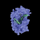 In cancer, the e1F4a enzyme forces cells to make tons of cancerous proteins. A UCSF team found that the breast cancer drug, zotatifin, turns e1F4a, which normally assists in protein production, into a molecular brake. Here, zotatifin (white) sticks to eIF4a (purple) along with an mRNA message (green), preventing the cell from translating the mRNA into a protein. Image by Kuzuoglu-Ozturk et al., Cancer Cell